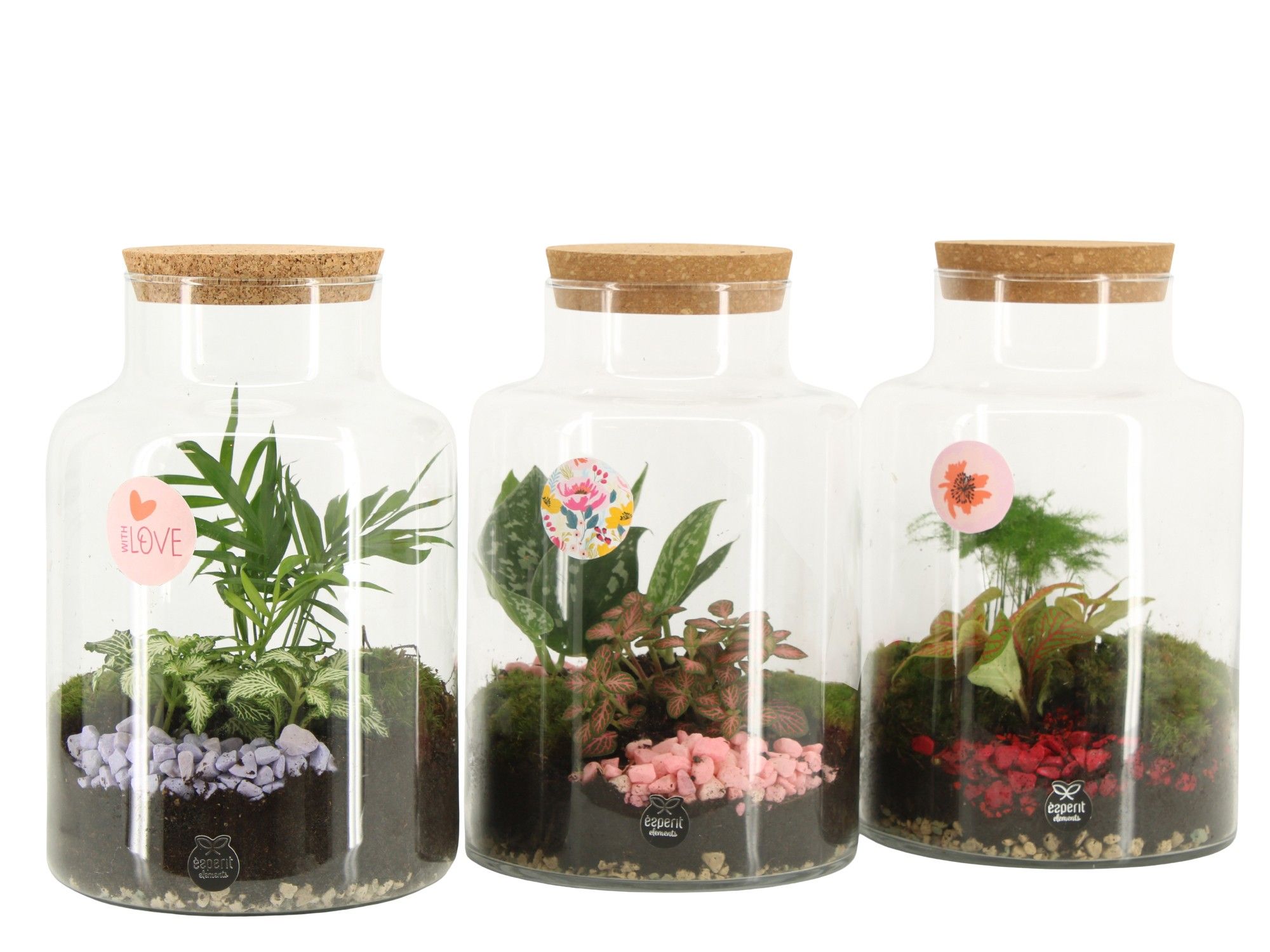 21880: Lovess terrarium, D 17