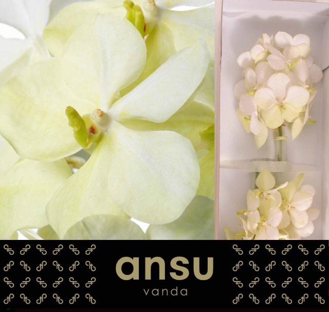 Ванда Таяни Вайт x25, шт.