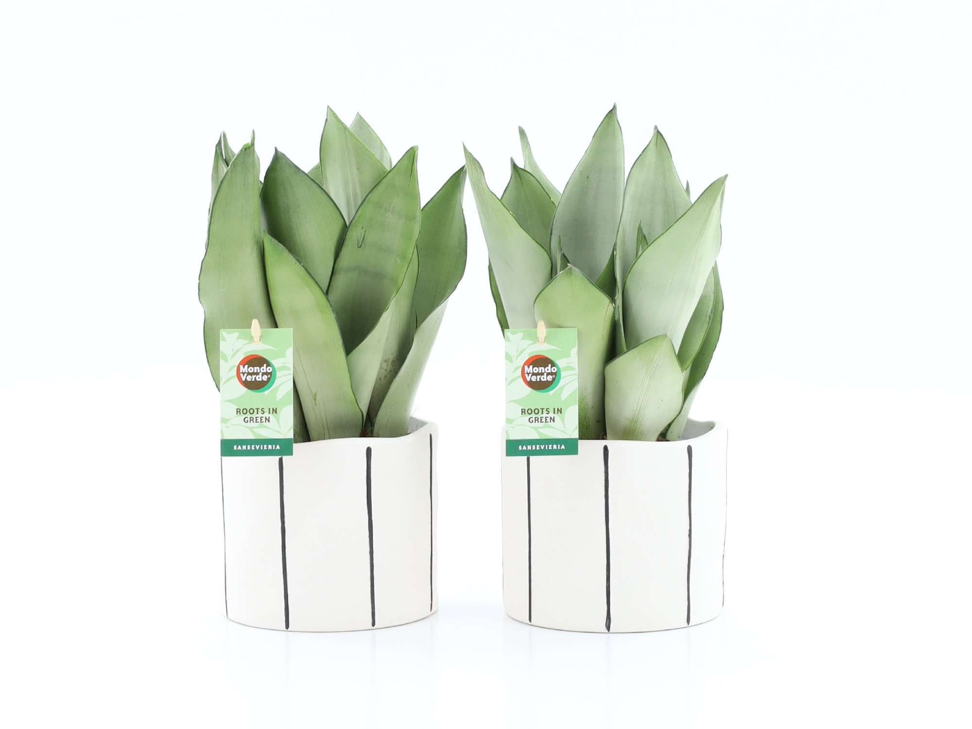 Sansevieria Moonshine in Banksy keramiek, D 13