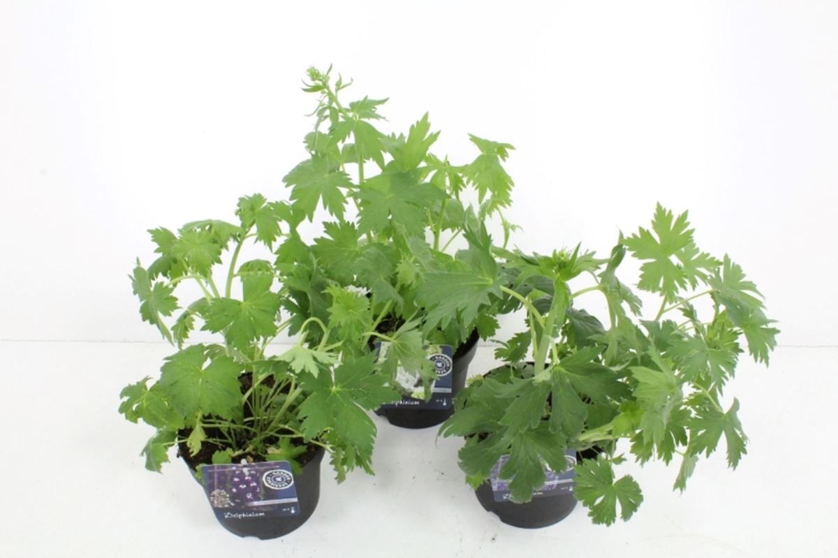 Delphinium elatum Paramo Mix, D 17