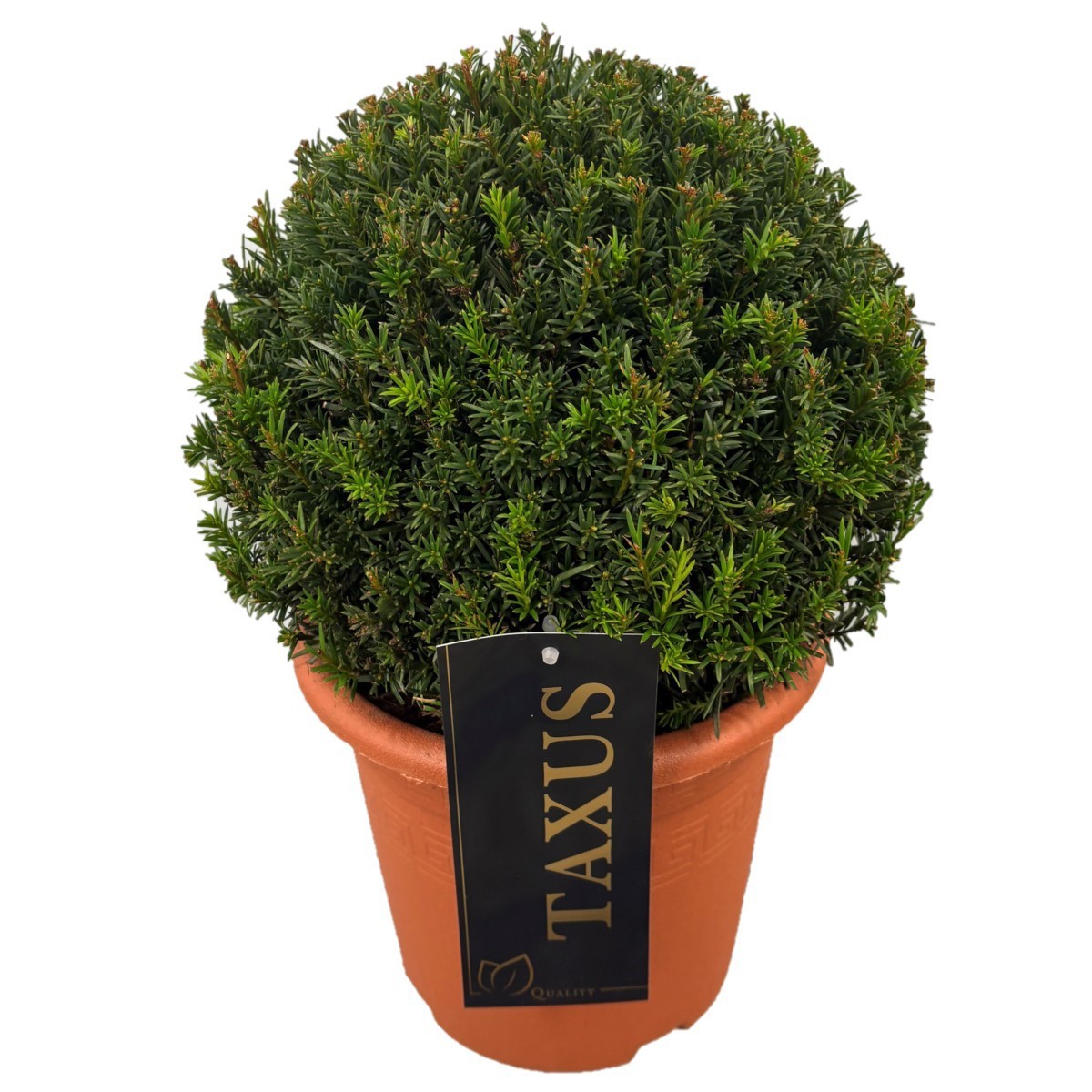 Taxus media 'Groenland' Bol p20 (th) 25-30 ©, D 20