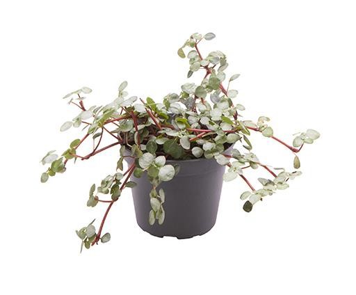 PILEA NUMMULARIIFOLIA 'GLAUCA GREYZY', D 6