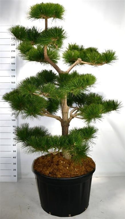 Pinus thunbergii 'Thunderhead', D 80