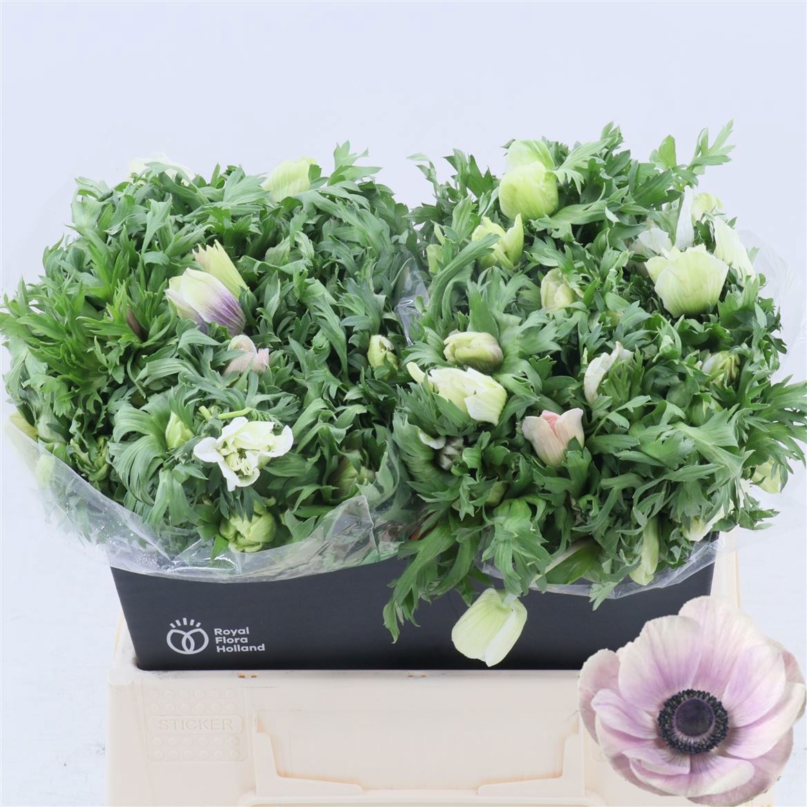 Анемон Галил Пастель 35, шт.