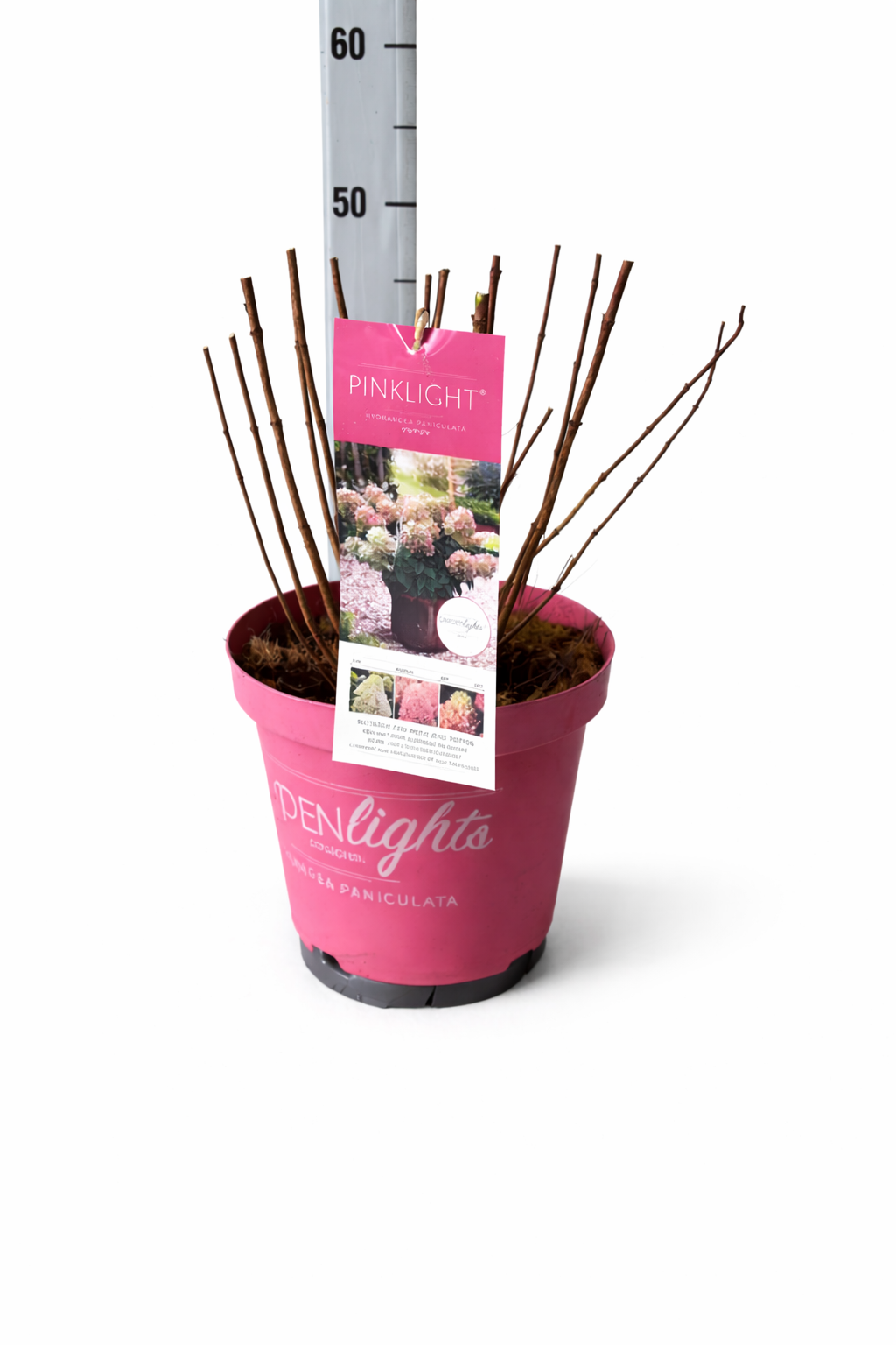 Hydrangea Pan. Pink Light, D 26