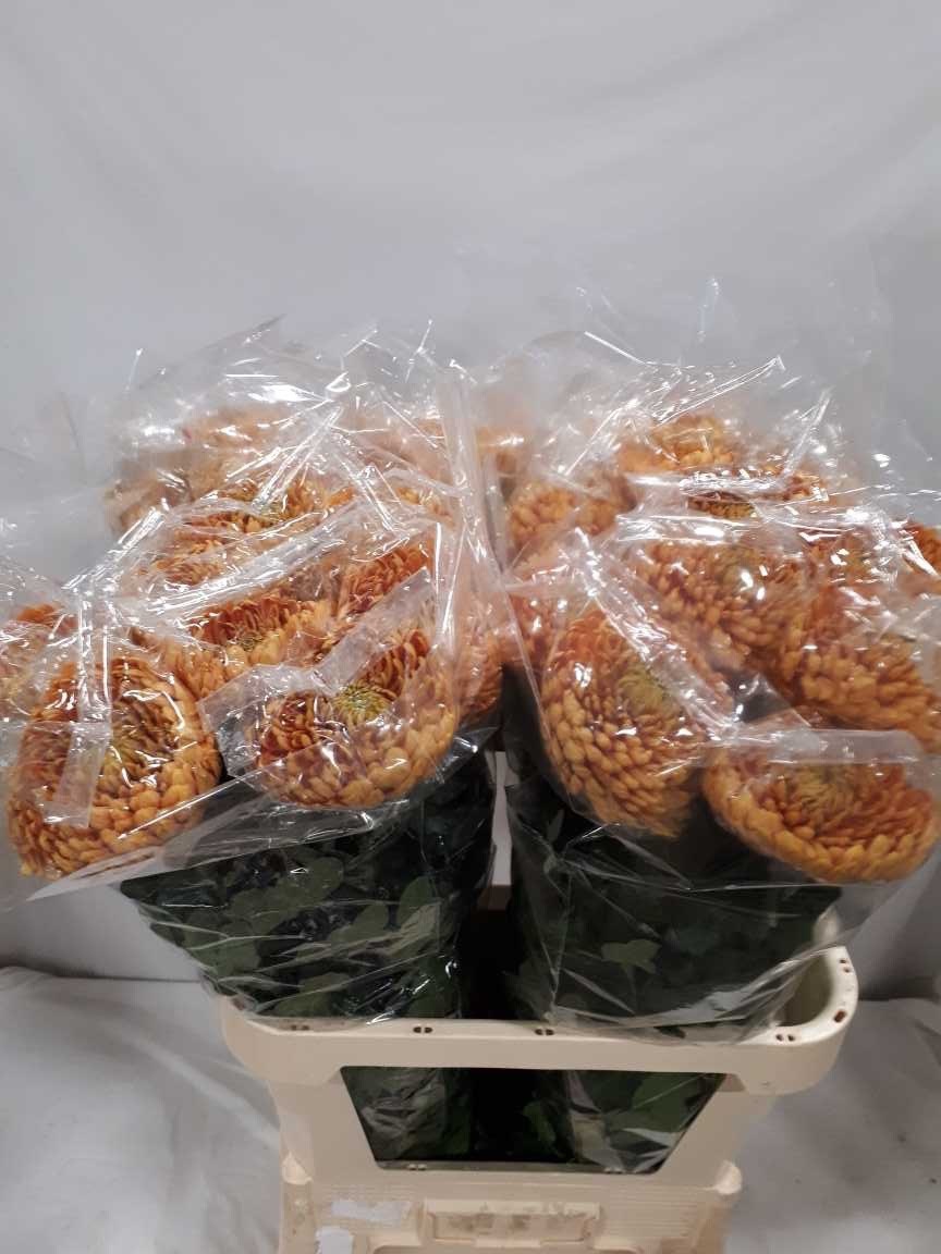 Хризантема од. Принцесс Армгард Бронз 85, шт.