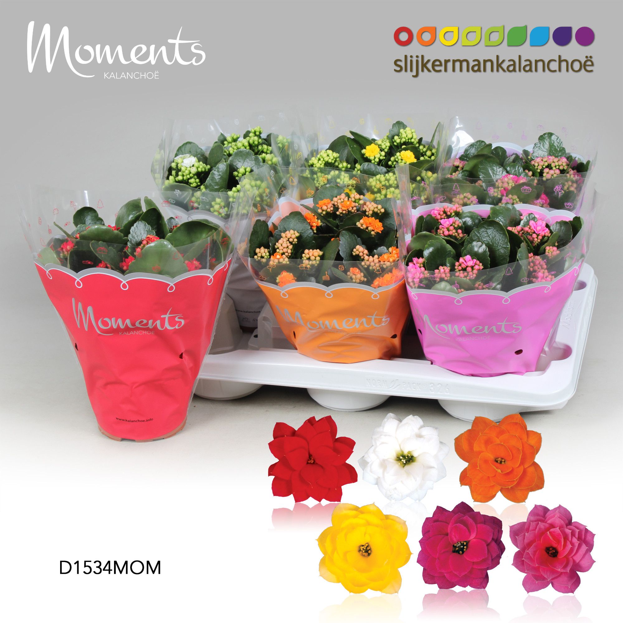Kalanchoe Moments - 4 Colors Mix, D 15