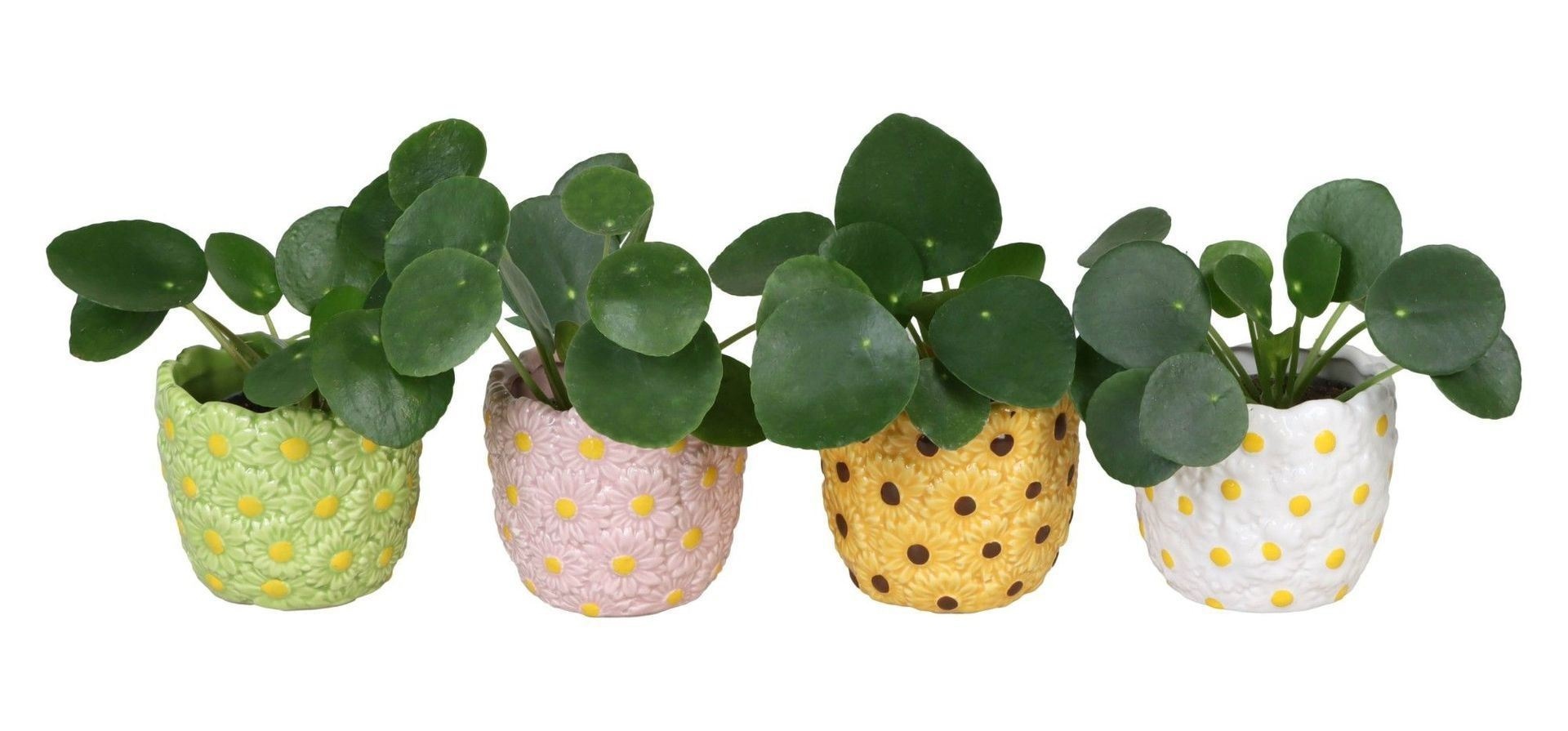 L 66569 with Pilea Peperomioides Mix 6 cm, D 6