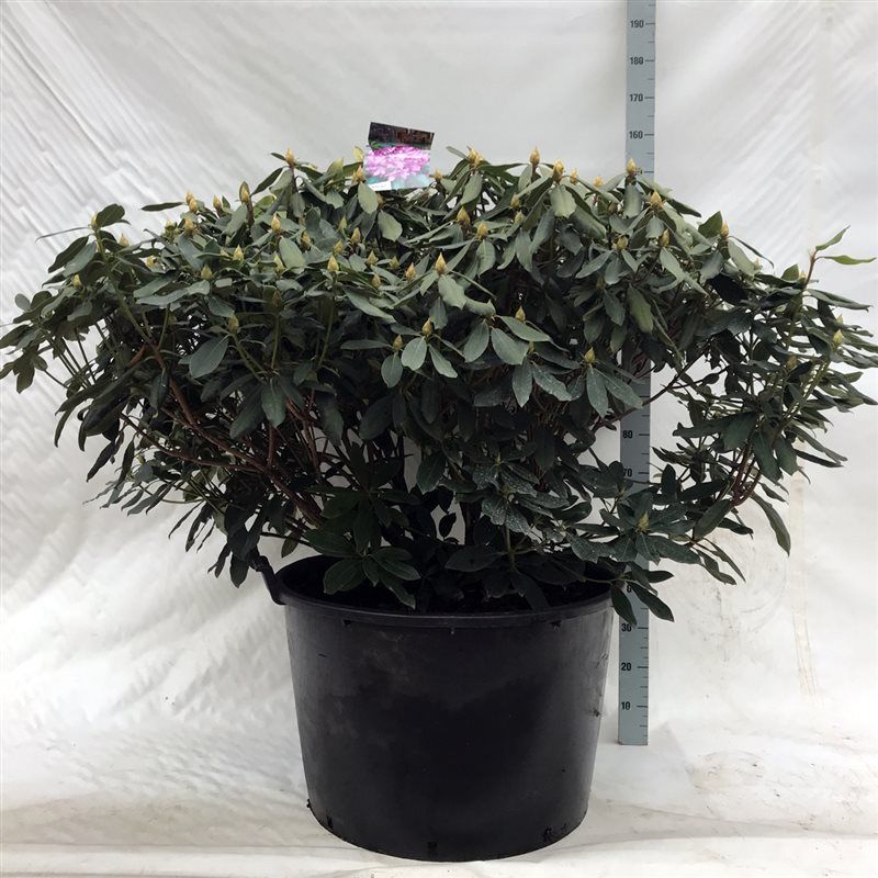 Rhodo. Hybride in mix soorten, D 85