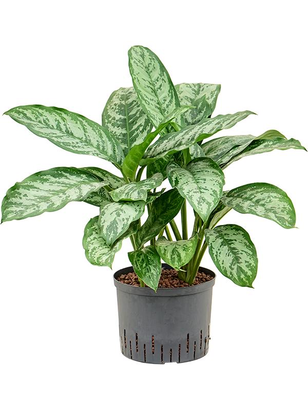 Aglaonema 'Chantal', D 25