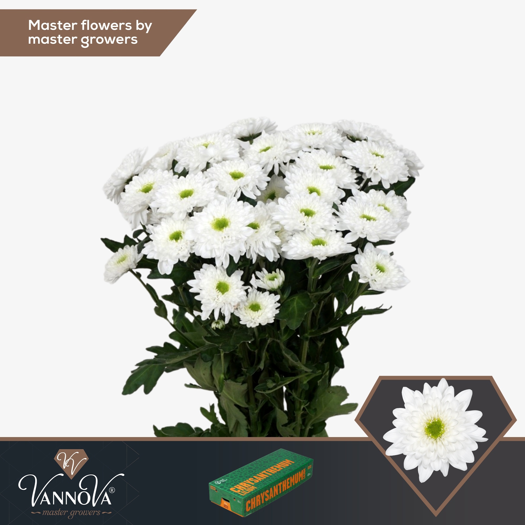 Хризантема куст. Коммандер 70, шт.