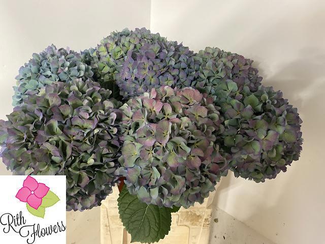 Гортензия Пимпернел Классик 60, шт.