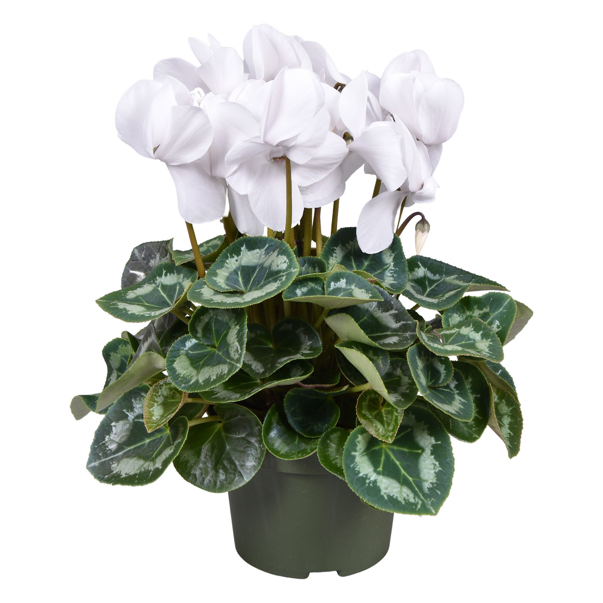 Cyclamen grootbl. WIT, D 13