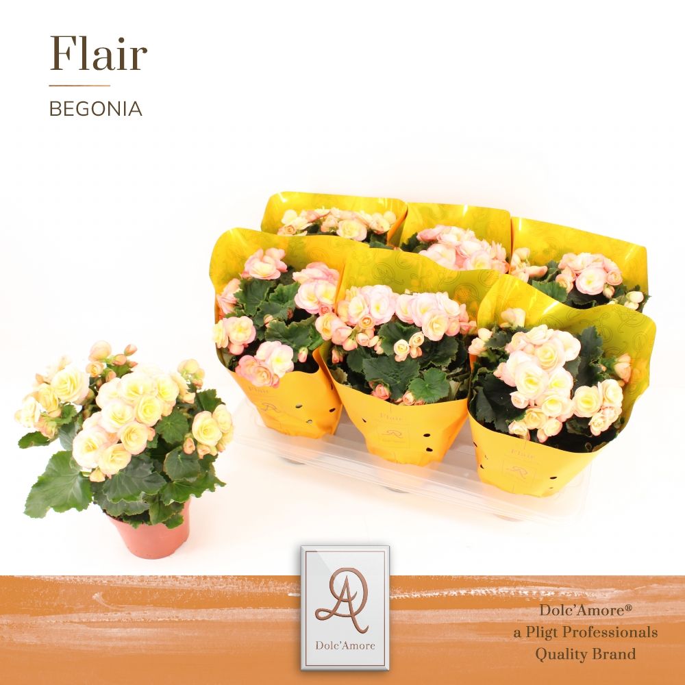 Begonia Hailey sunset P14 Dolc'Amore® Flair Metallic, D 14