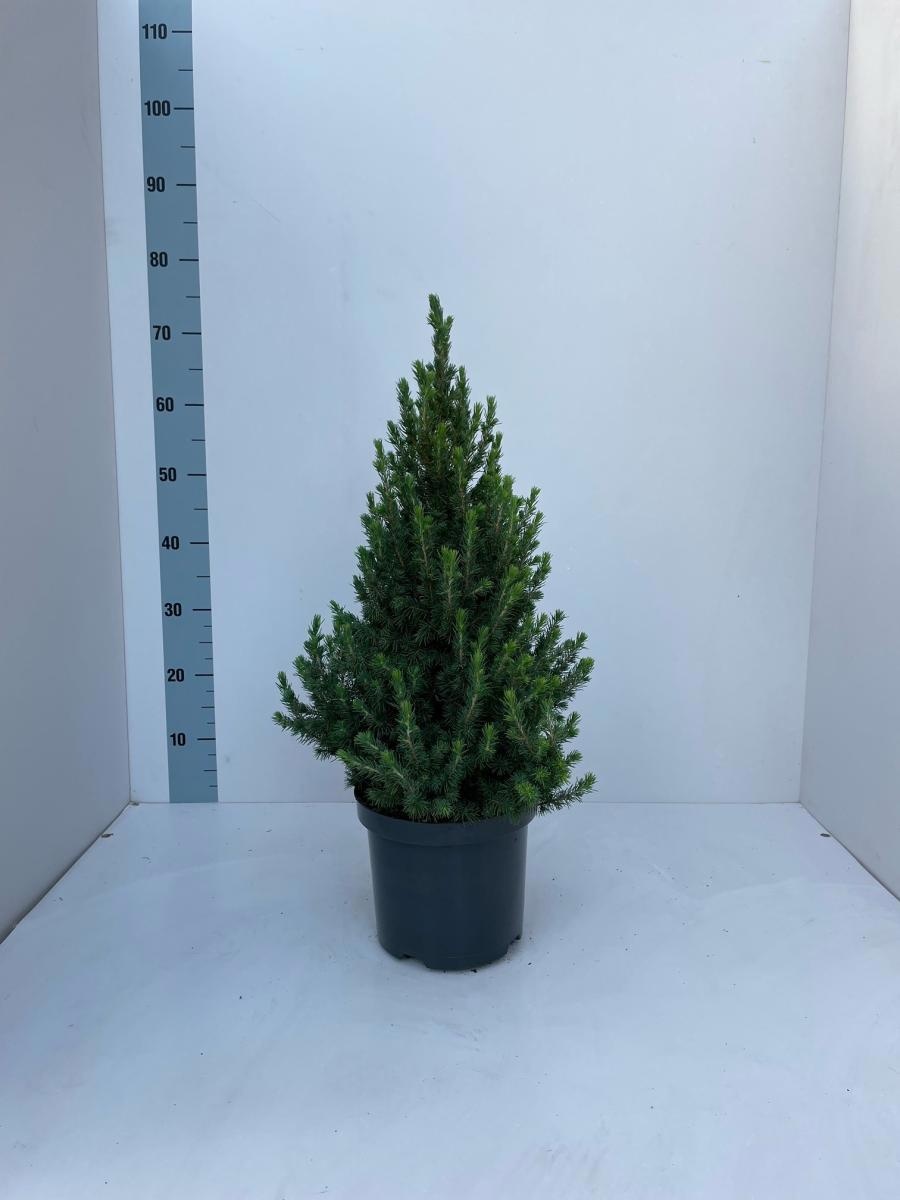 Picea gl. 'Conica', D 21 cm