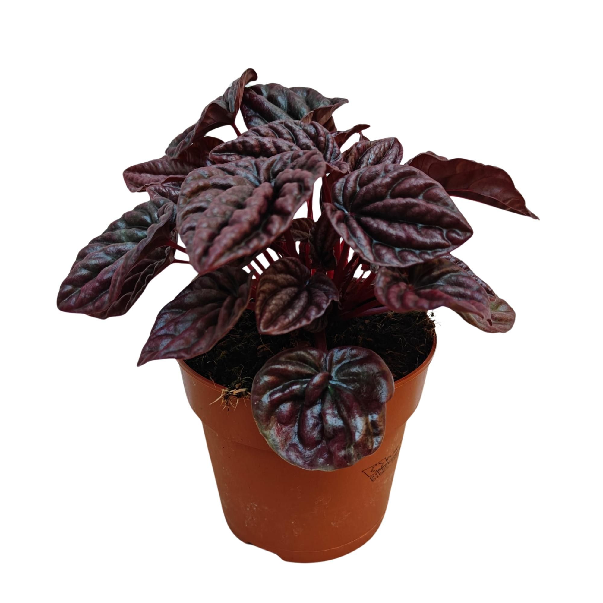 Peperomia Red Luna P12, D 12
