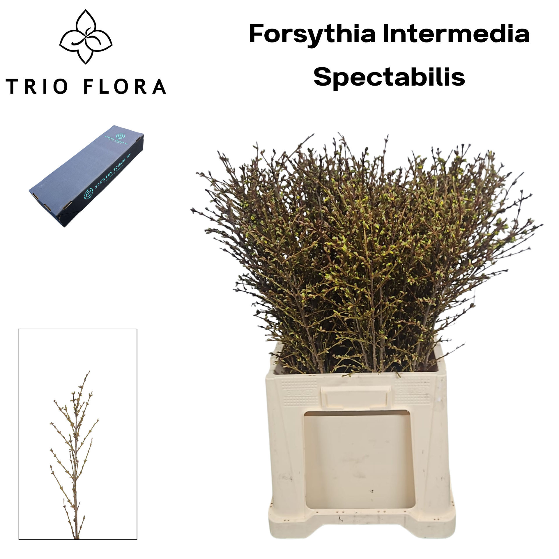 Форзиция Спектабилис 60 (желт.), шт.