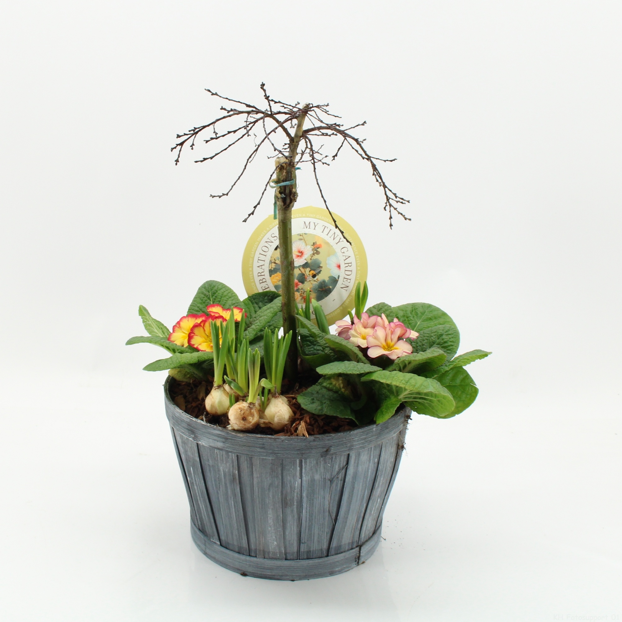 MTG-SA-02 My Tiny Garden Salix, D 23 cm