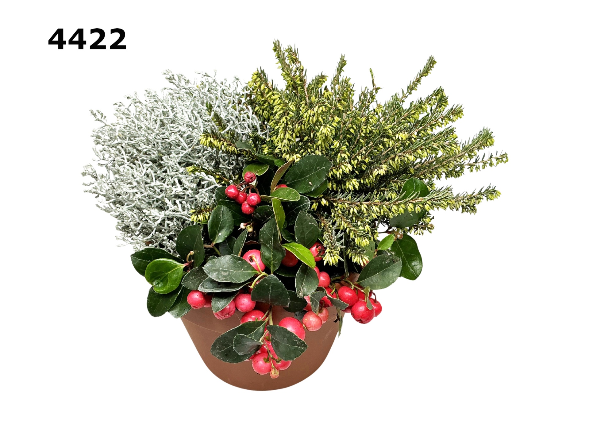 Kerst roodsteen azaleapot L, D 17 cm