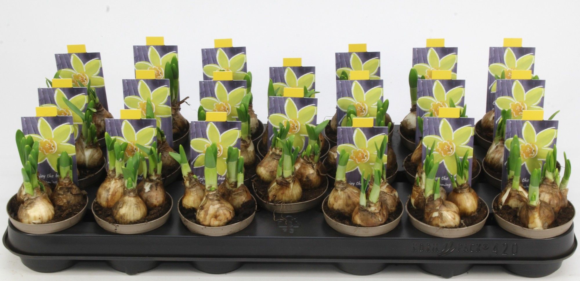 NARCIS TETE A TETE 08, D 8