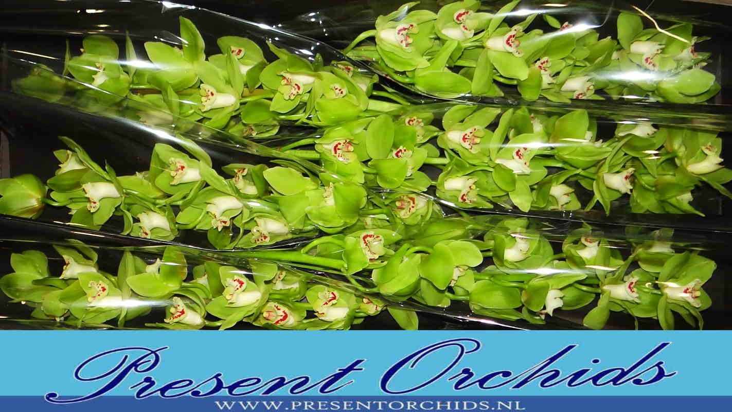 Цимбидиум Ноа x6 80, шт.