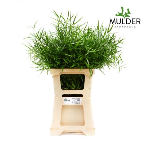 Аспарагус Фалькатус 60, шт.