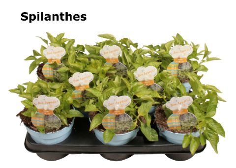 Spilanthes ABC kruid, D 12