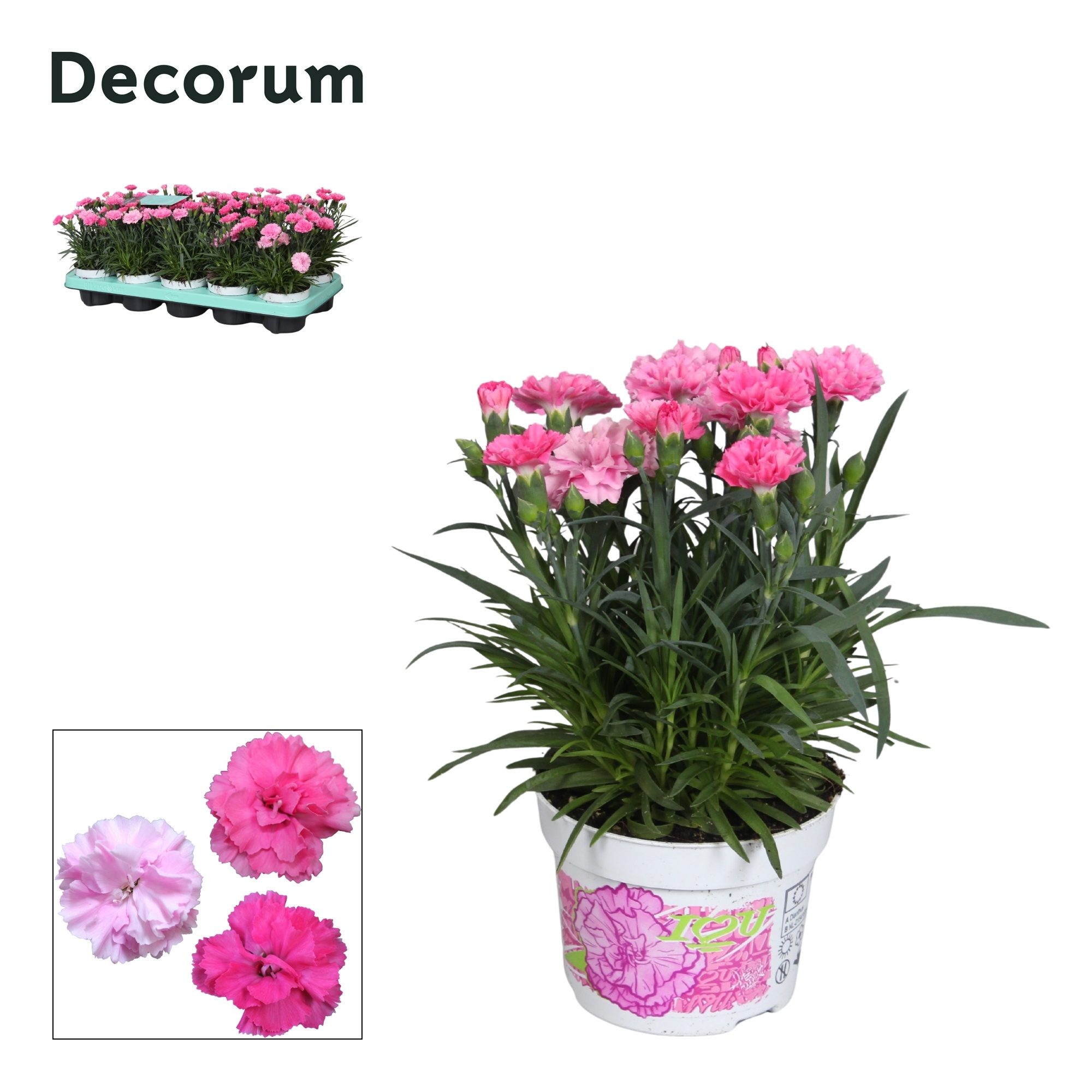 Dianthus - 10,5 cm - Decorum - I LOVE YOU, D 10,5