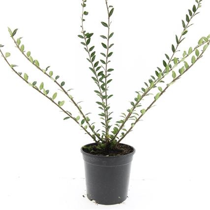 Lonicera pileata, D 14 cm