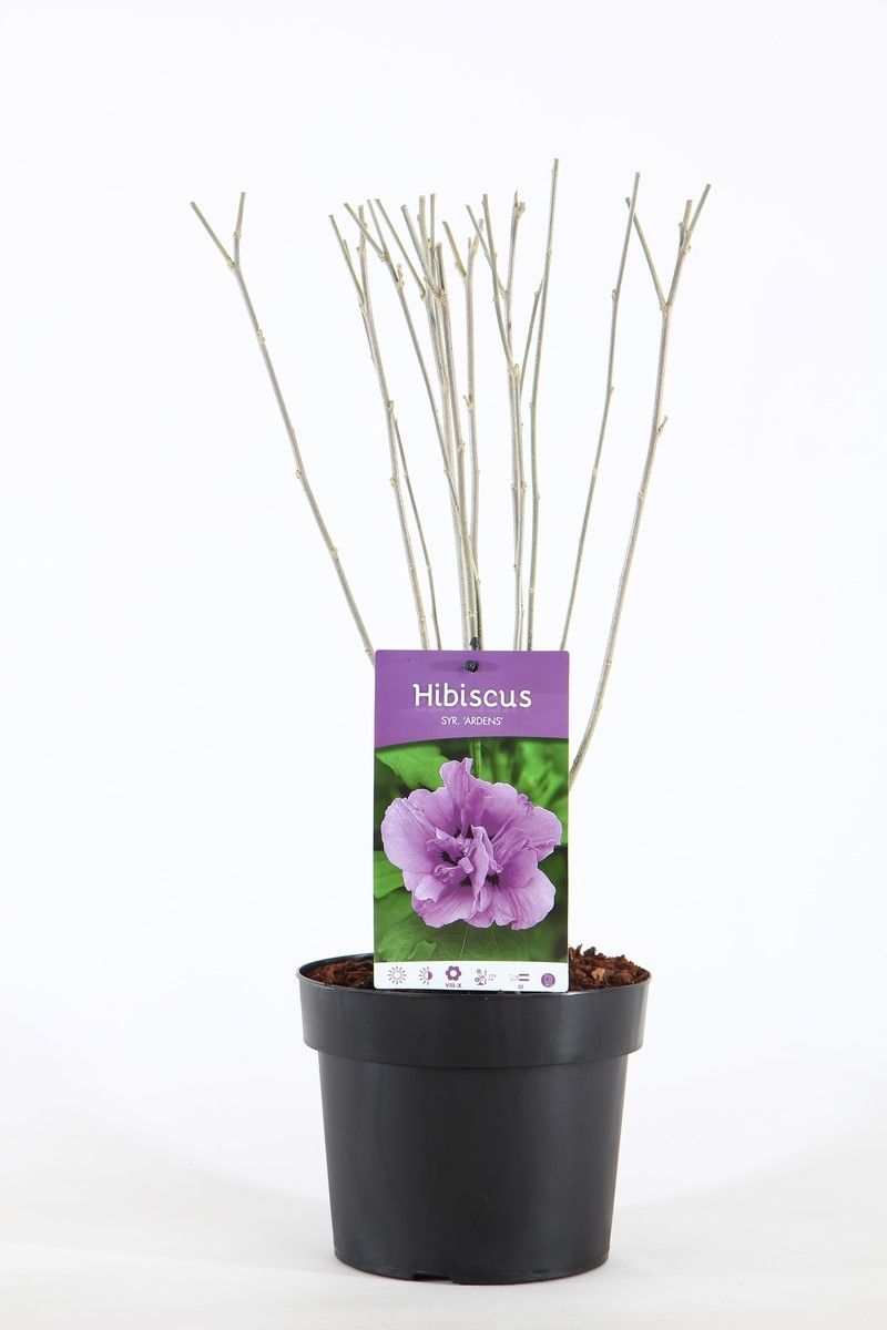 Hibiscus syr. 'Ardens' P19/C3, D 19