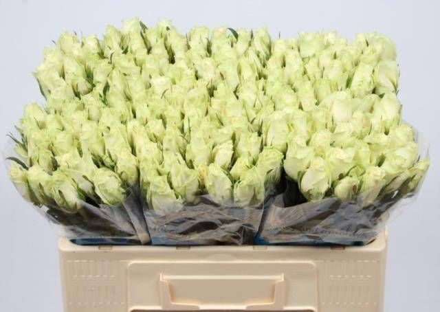 Роза од. Атена 50, шт.