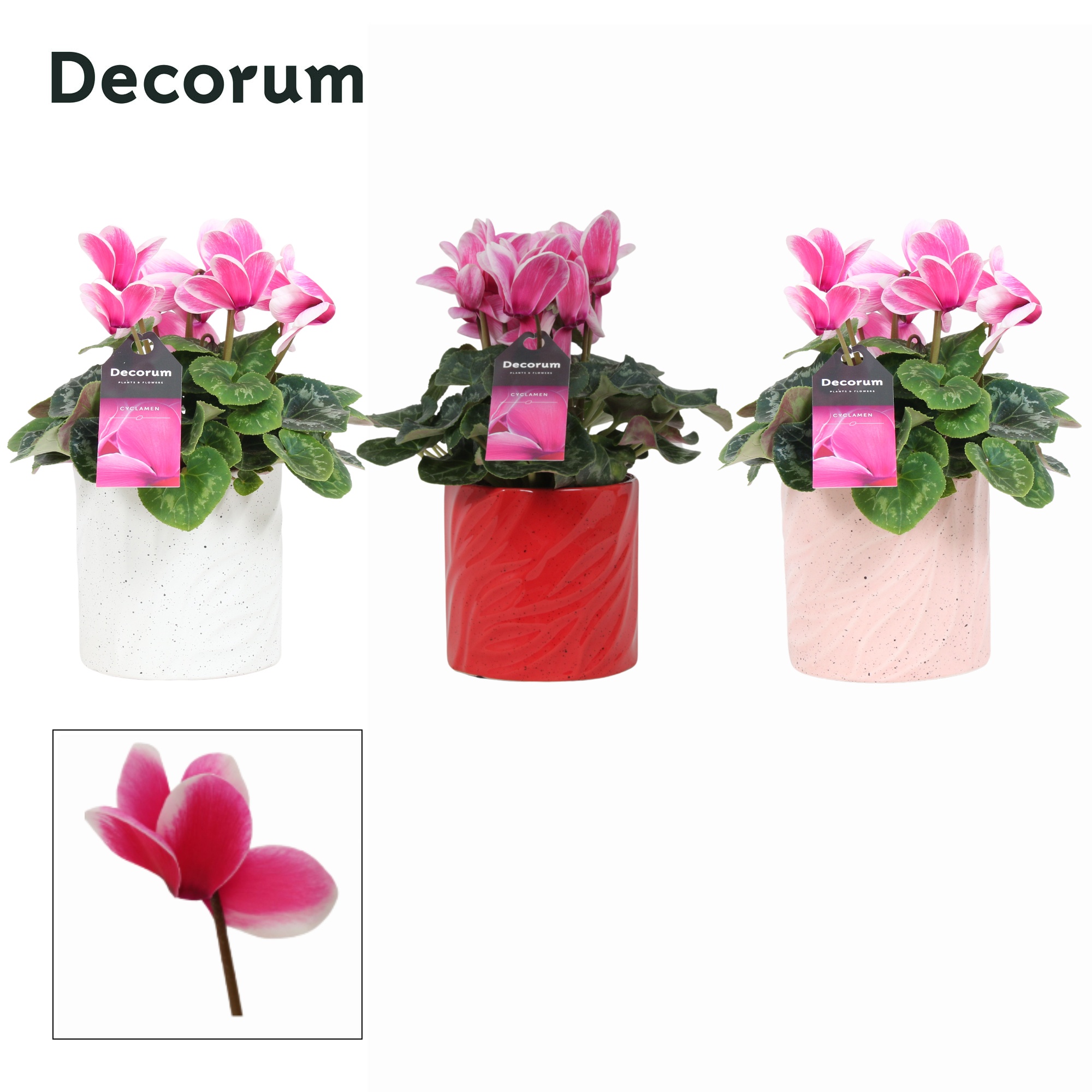 Cyclaam Lovely Moments in Ompot Yara ( Decorum), D 12
