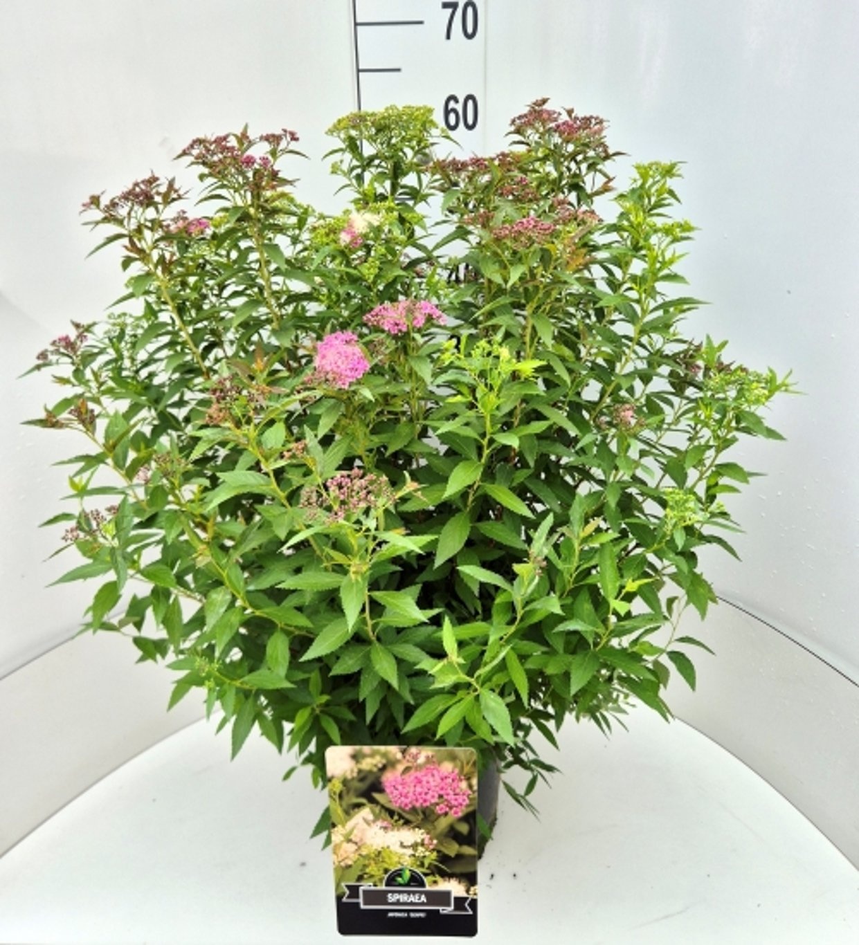Spiraea jap. 'Genpei', D 28