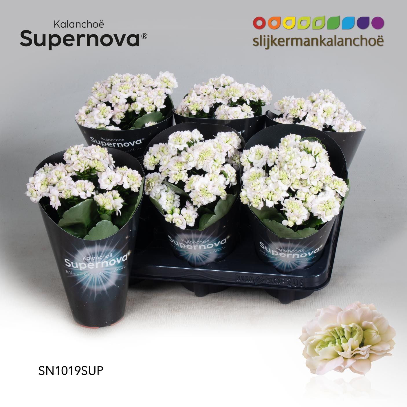 Kalanchoë Supernova Pinkish White, D 10,5