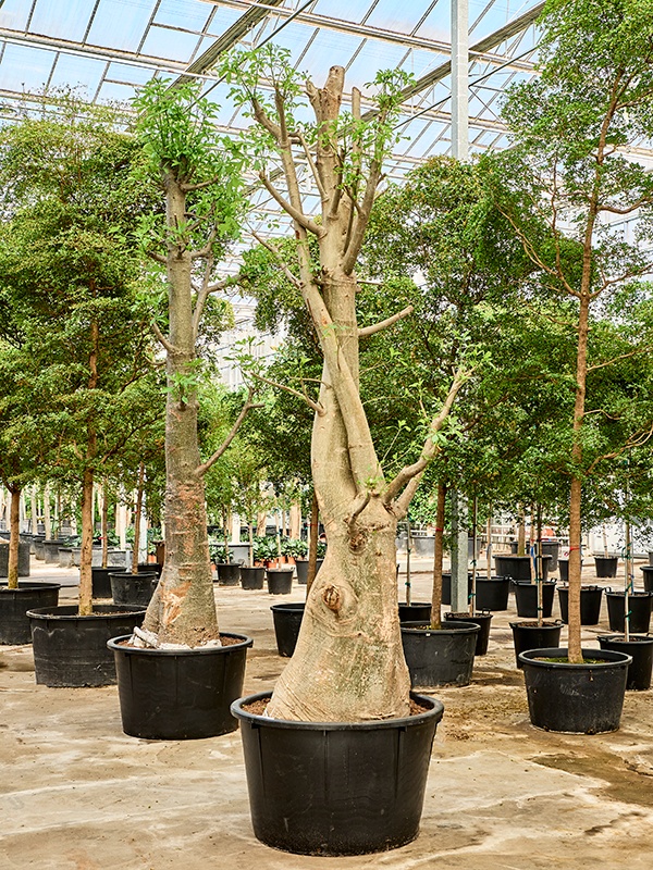 Adansonia digitata, D 110