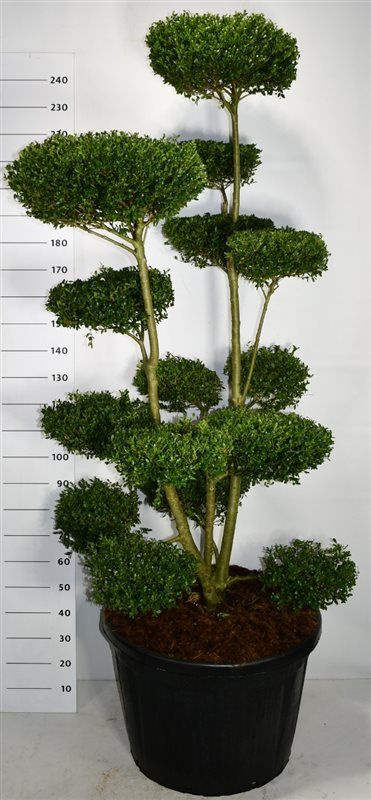 Ilex crenata "Ellipta Convex", D 80