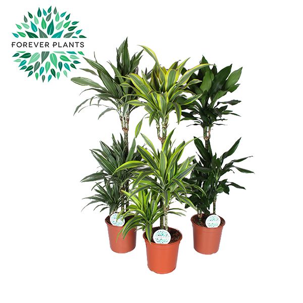 Dracaena Deremensis Mix p24, D 24