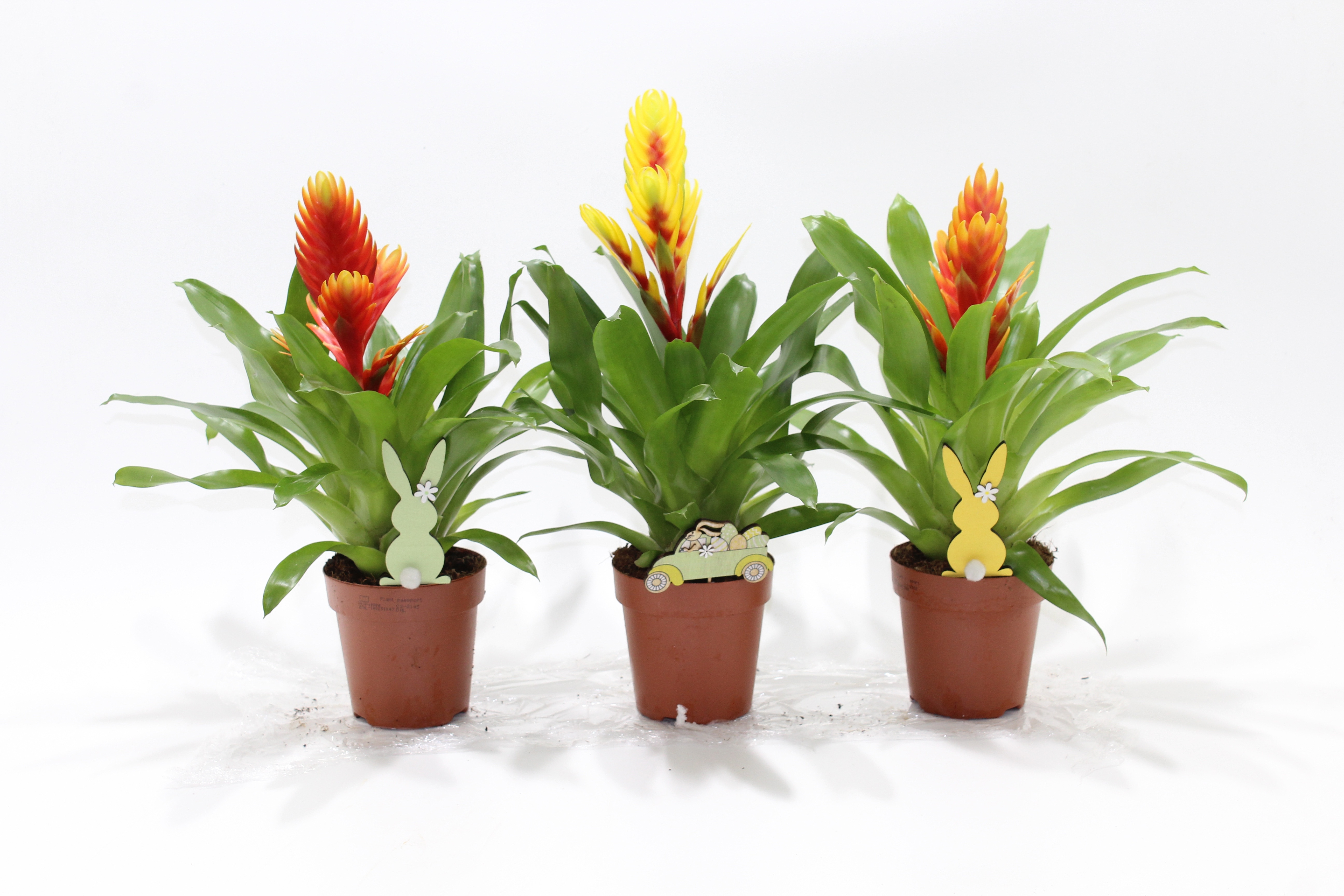 Vriesea Spring/Easter bijsteker Pasen (Met Hoes), D 12