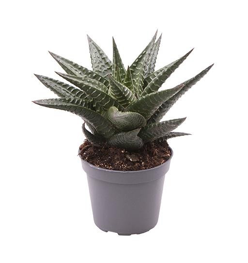 HAWORTHIA FASCIATA 'LIMIFOLIA', D 6 cm