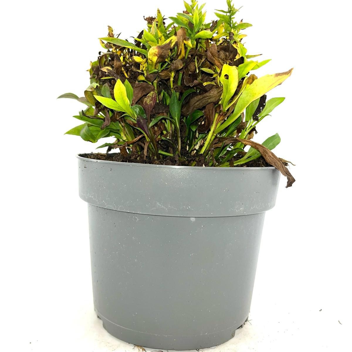 Aster (D) 'Schneekissen', D 17