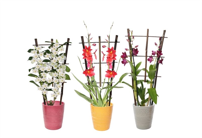 Zoe p12 tribal safari mix Orchideeen mix 2T op rek, D 12 cm