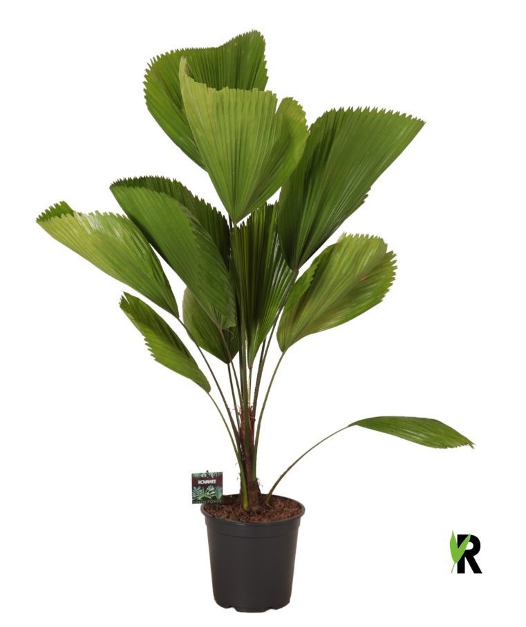 Licuala grandis, D 24