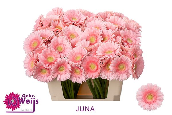 Гермини Джуна, шт.