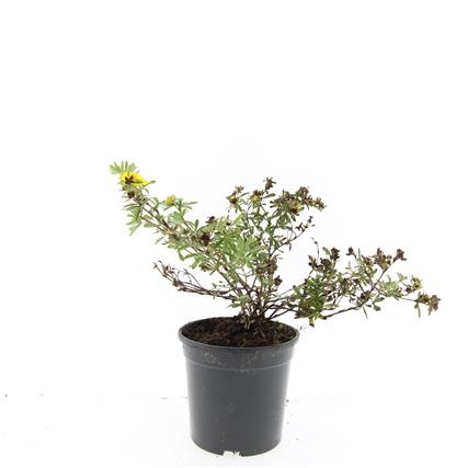 Potentilla f. 'Goldstar', D 14 cm