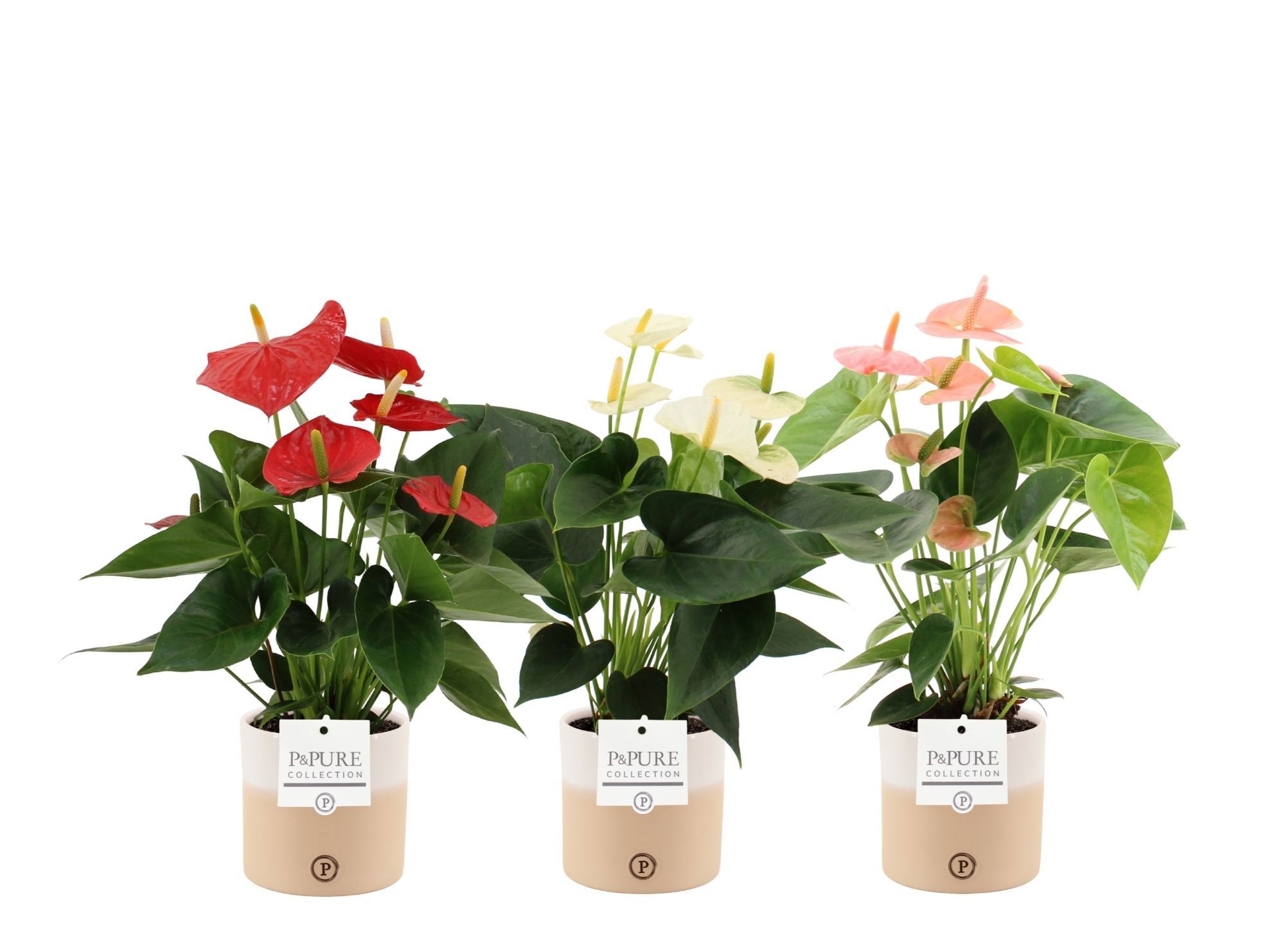 Anthurium 3 color mix in Pure Rosy ceramics, D 12