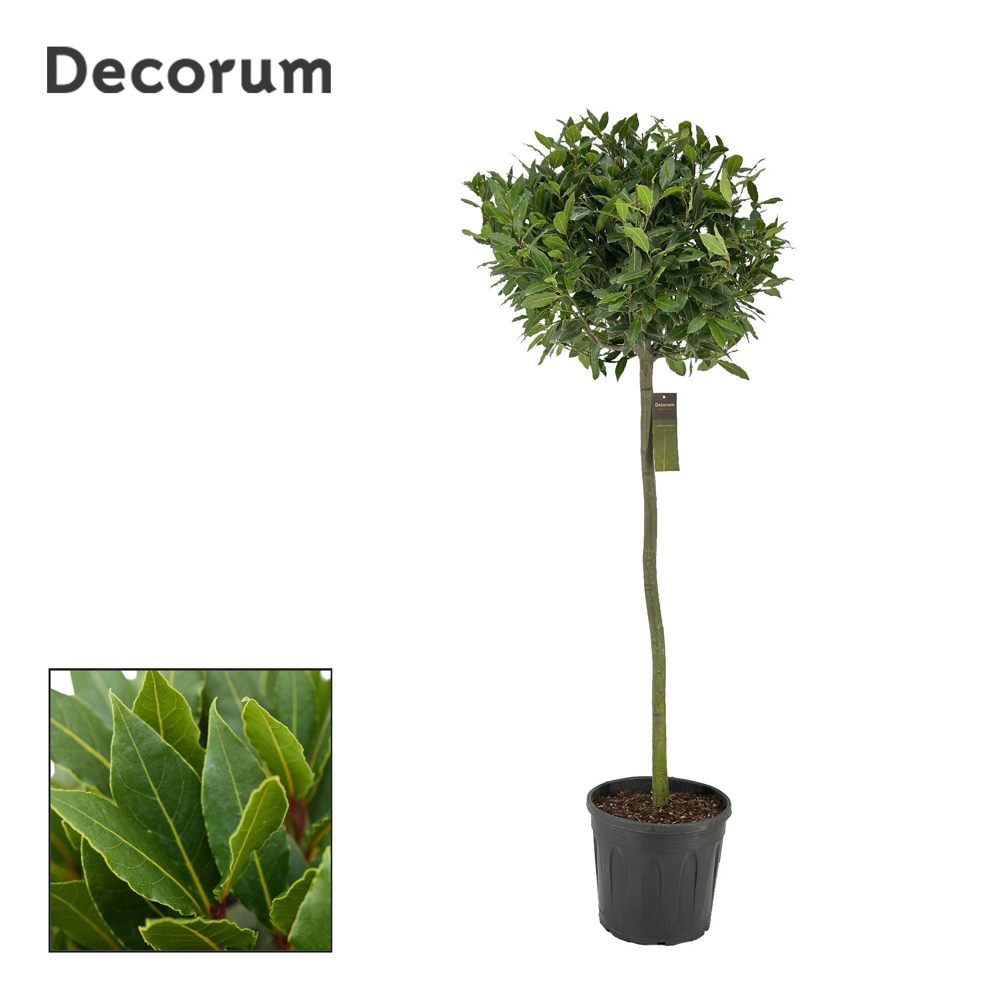 Laurus nobilis Bol op stam, D 30