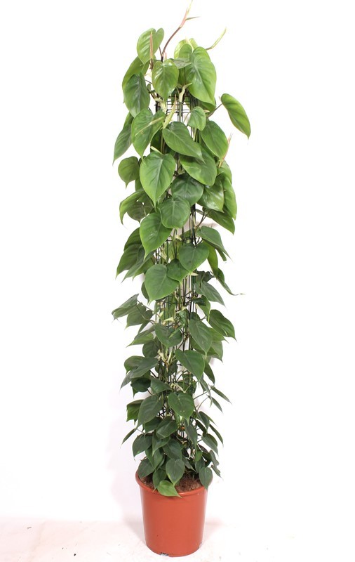 Philodendron scandens, D 27
