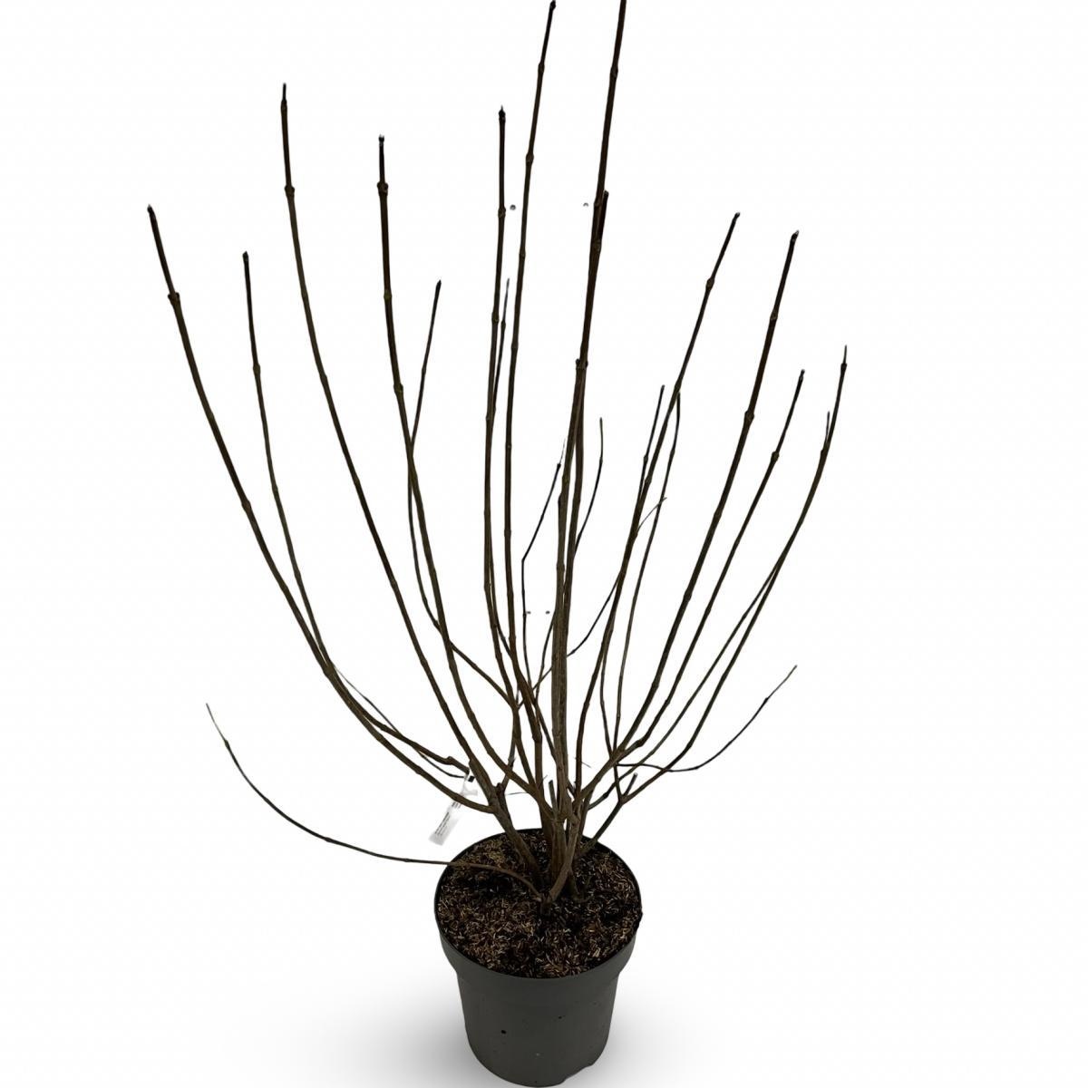 Viburnum opulus 'Roseum', D 31