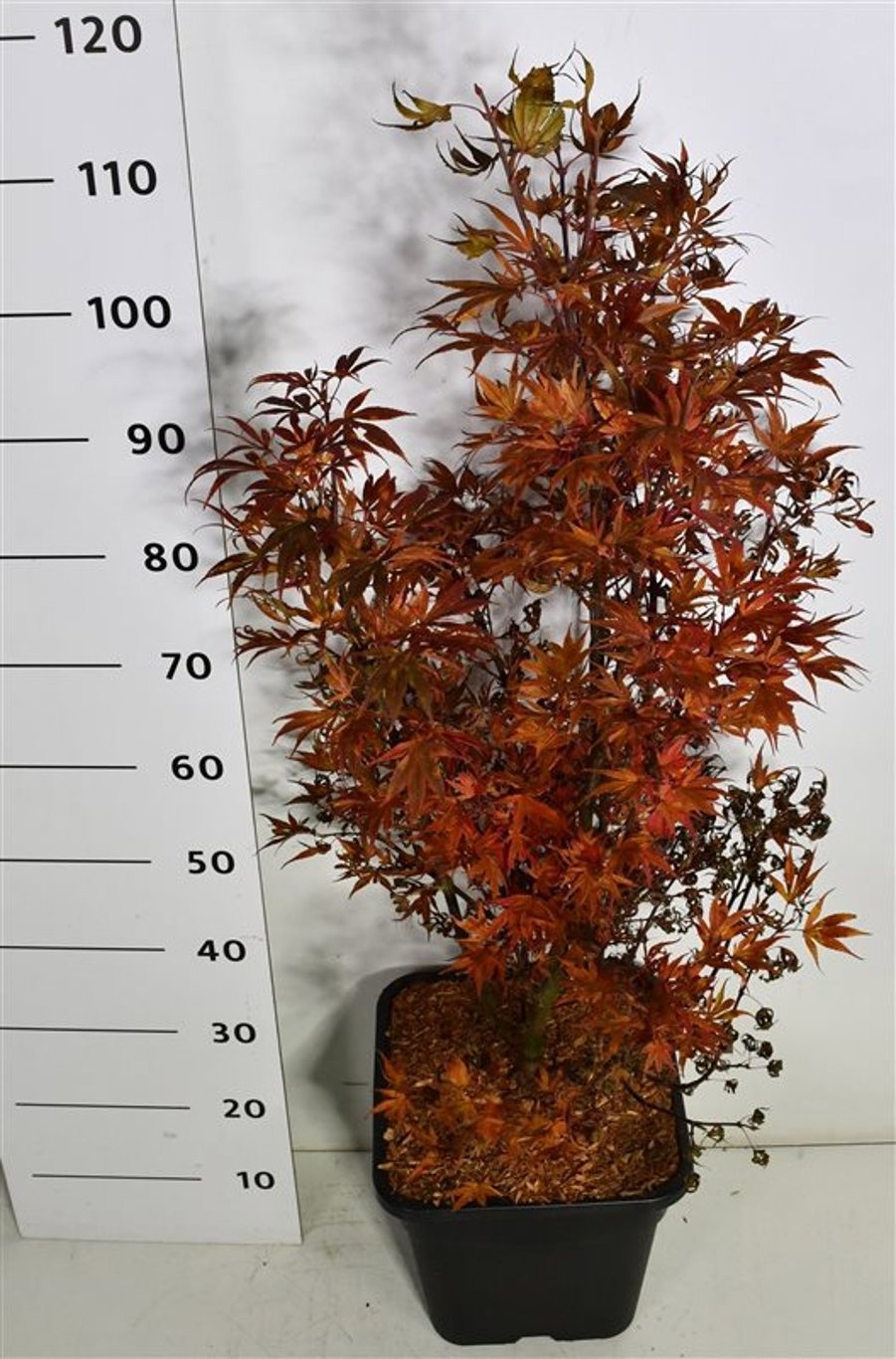 Acer pal. 'Shaina', D 32