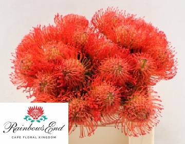 Нутанс Саксешн 35, шт.